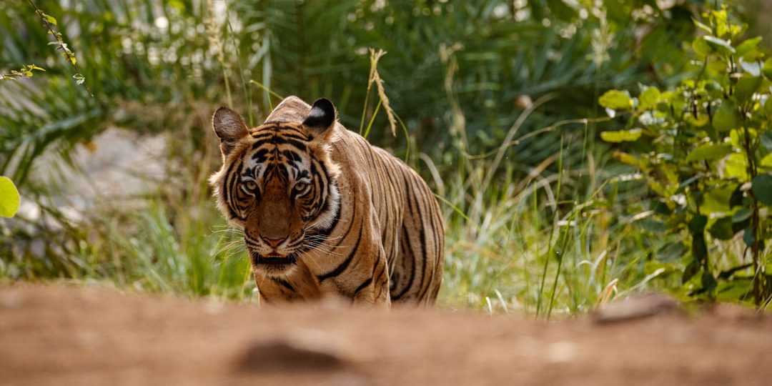 Ficohsa impulsa la sostenibilidad junto a United for Wildlife